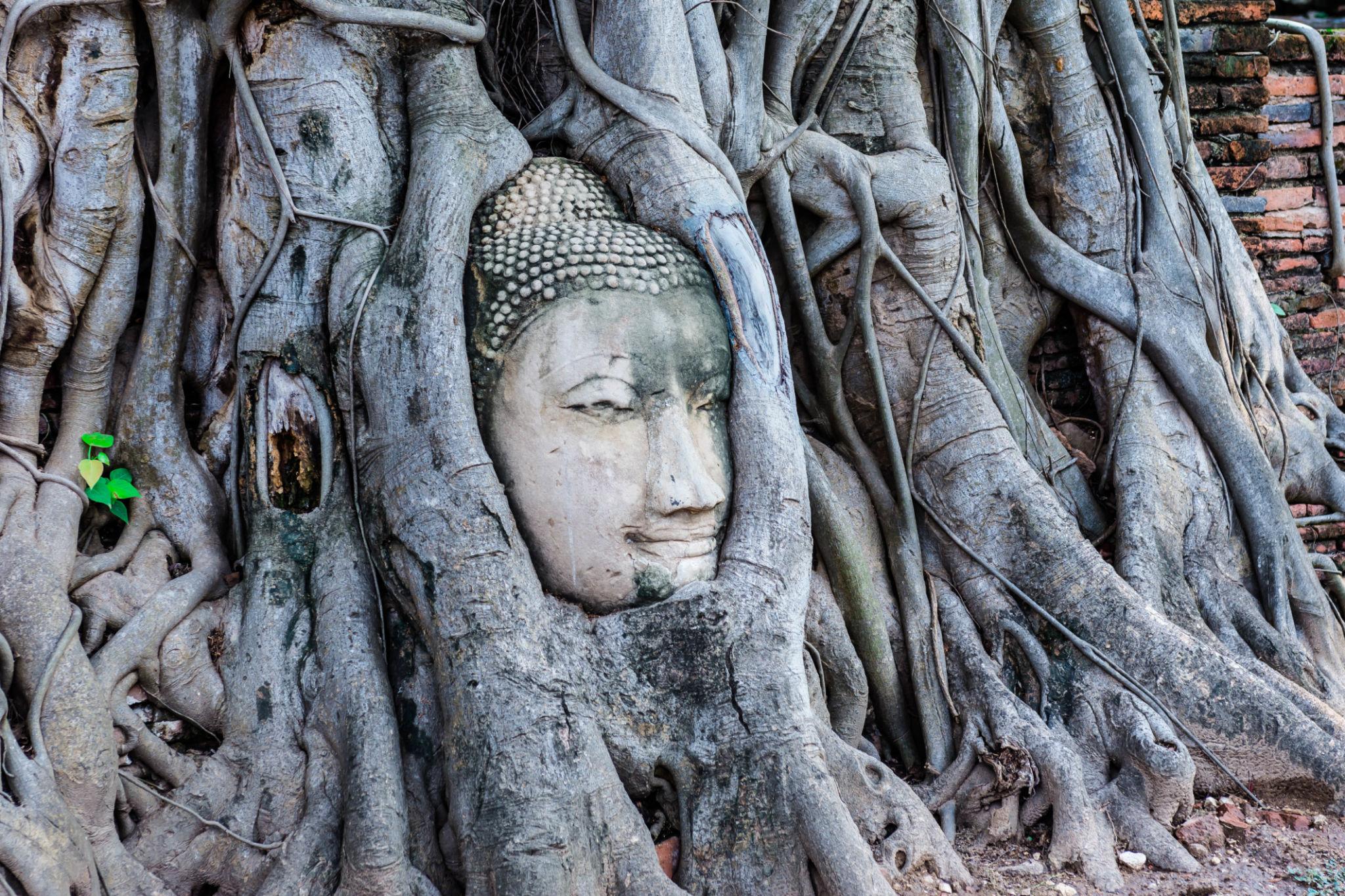 Day 6: Ayutthaya Tour