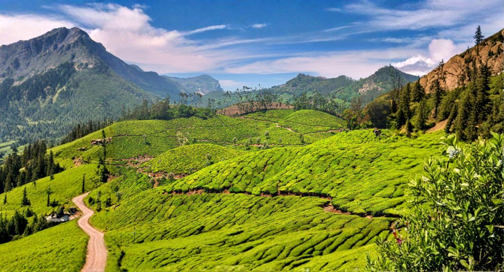 Day 3: Munnar Sightseeing