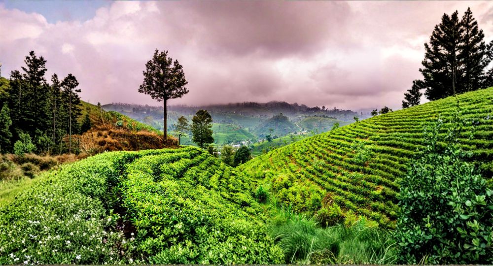 Day 2: Kandy – Nuwara Eliya