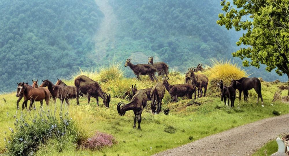 Day 2: Munnar Sightseeing