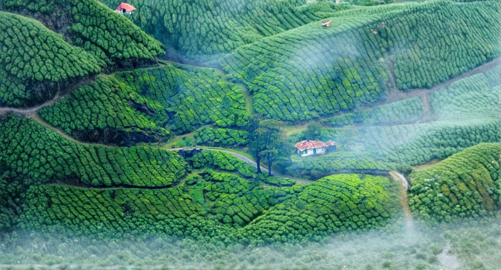 Day 1: Cochin → Munnar
