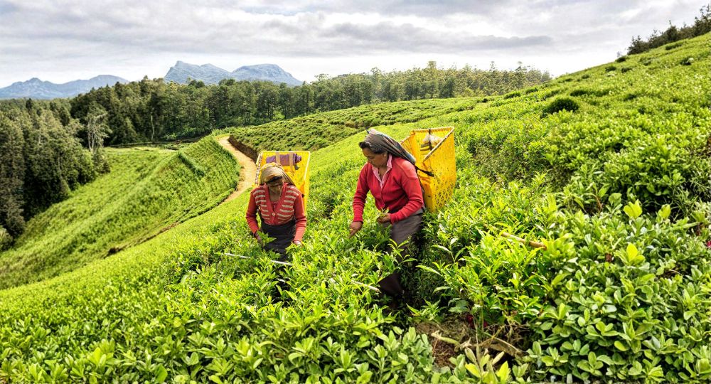 Day 4 – Nuwara Eliya (Hill Country)