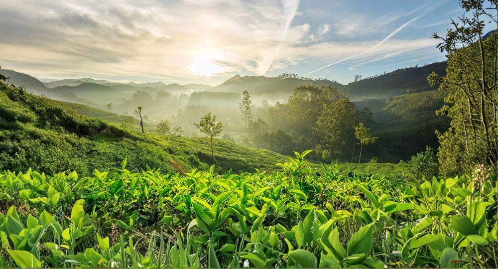 Day 4: Coorg Sightseeing