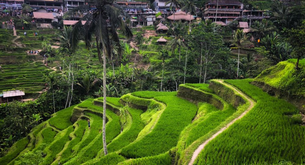 Day 6: Return to Ubud