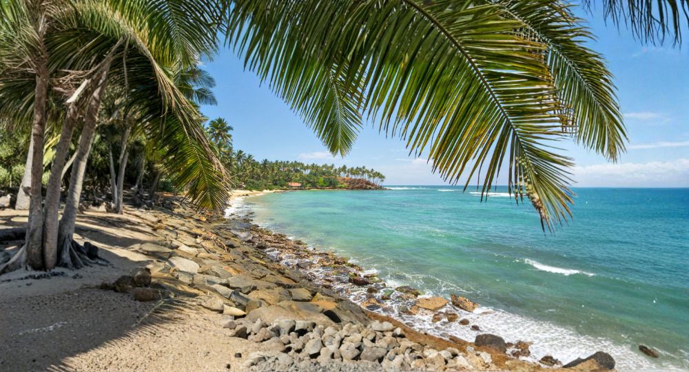 Day 1: Arrival & Transfer to Mirissa