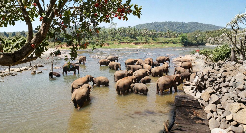 Day 2: Colombo → Pinnawala → Kandy