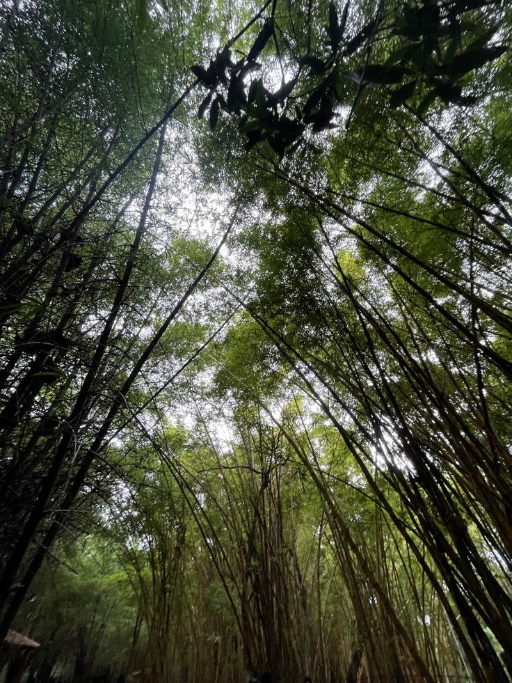Day 4: Coorg Sightseeing