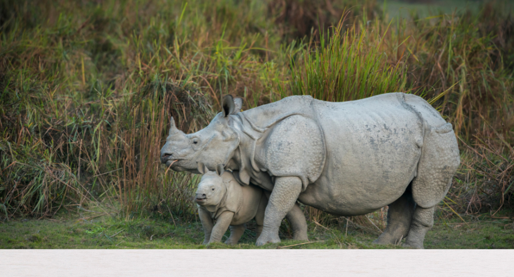 Day 5: Kaziranga Wildlife Safari