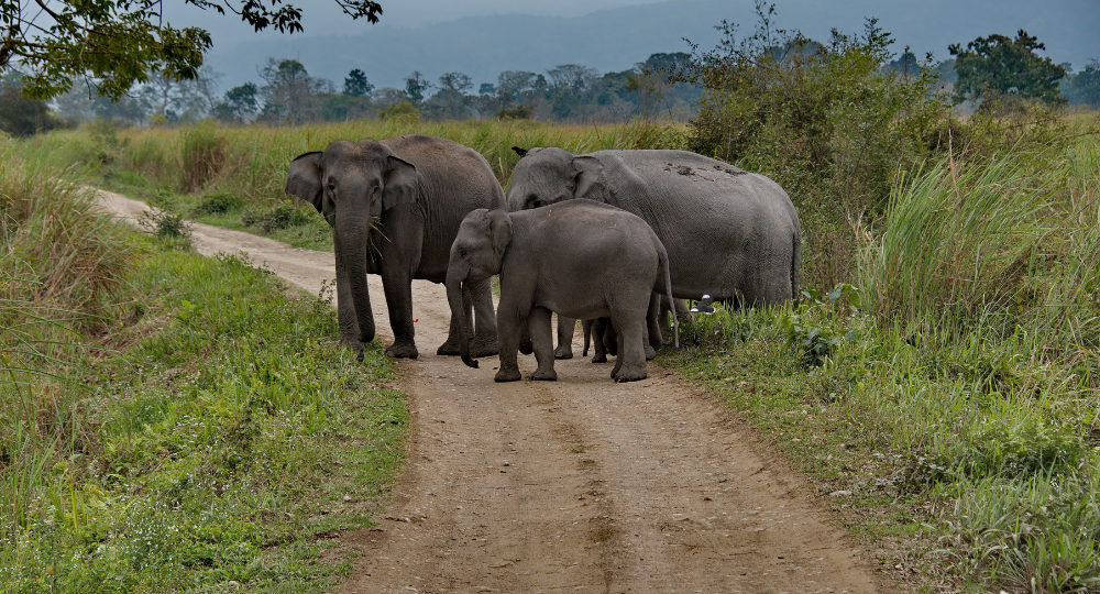 Day 4: Shillong to Kaziranga National Park