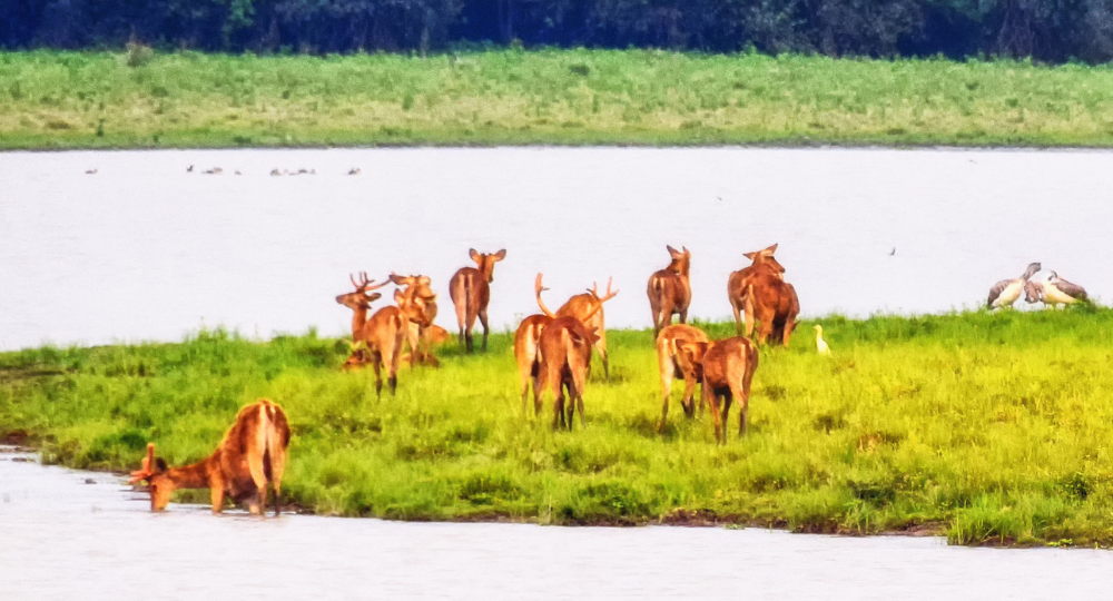 Day 1: Guwahati – Kaziranga National Park