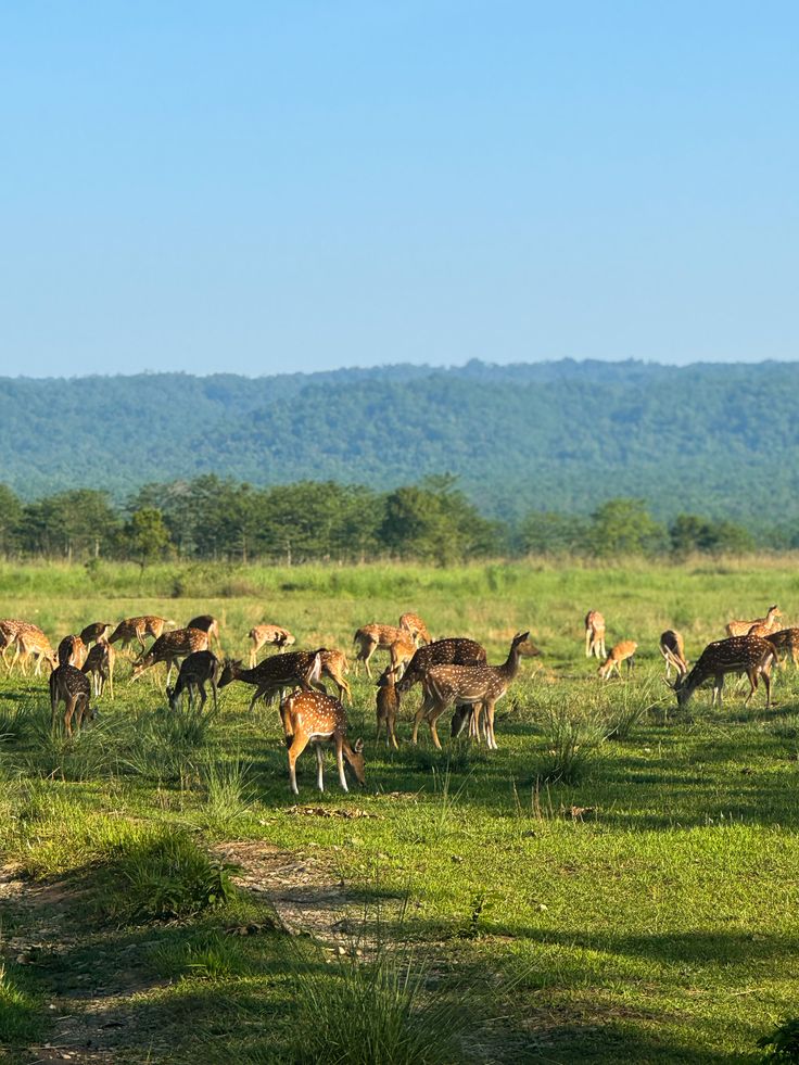 Day 3: Mysore to Coorg