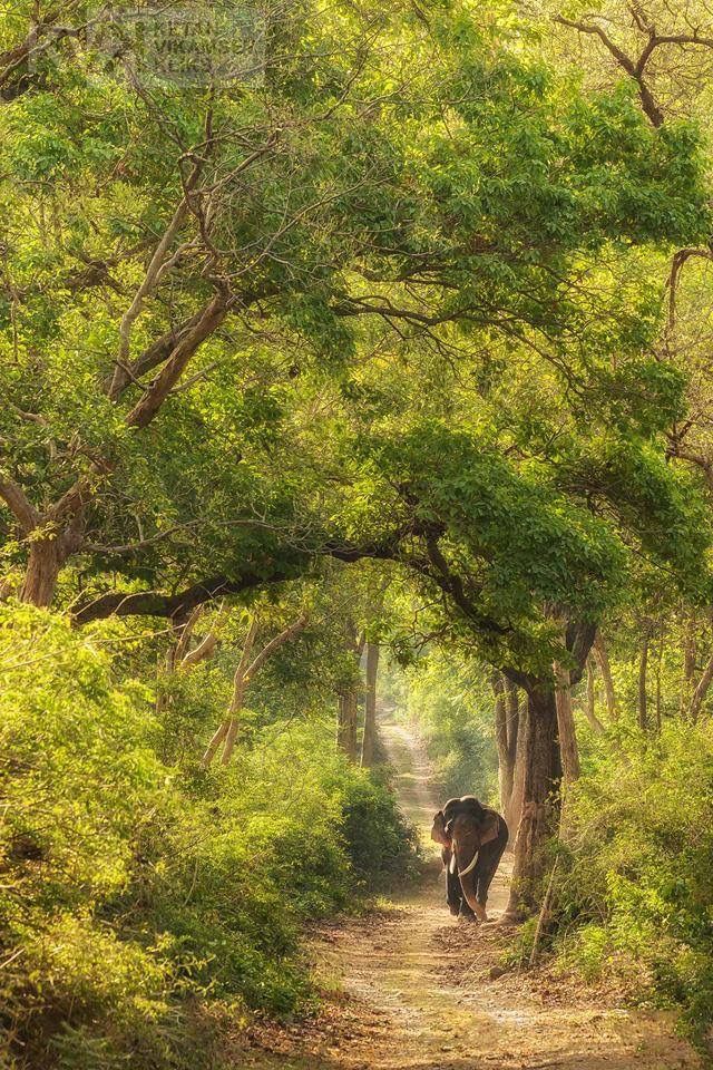 Day 5: Coorg to Ooty
