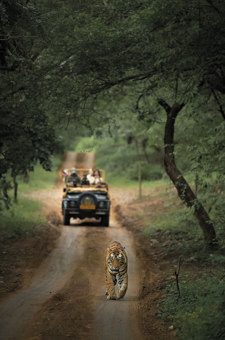 Day 2: Jungle Safari Experience in Corbett