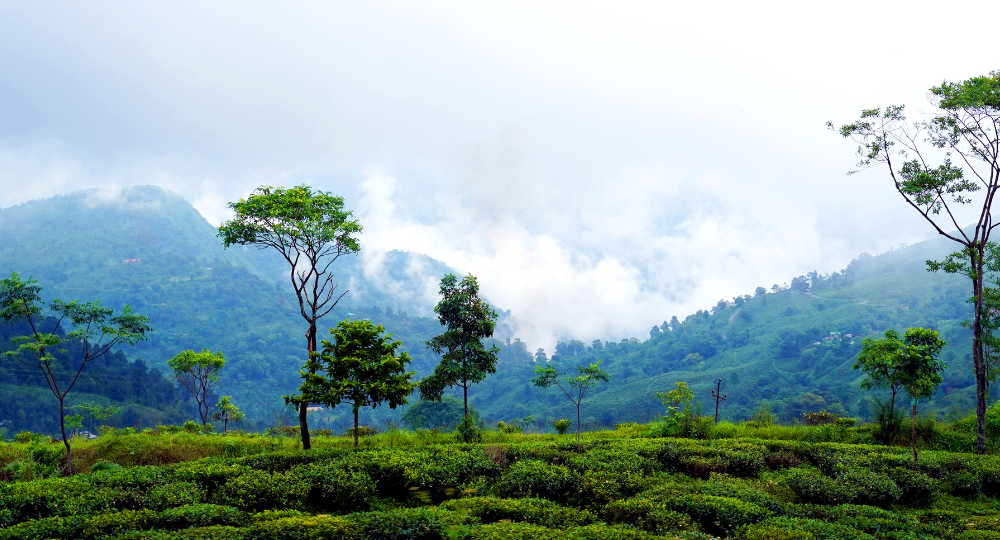 Day 1: Arrival at Bagdogra / NJP – Transfer to Darjeeling