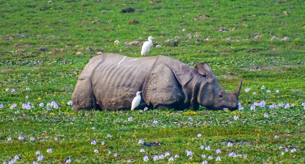 Day 1 – Guwahati Arrival – Transfer to Kaziranga