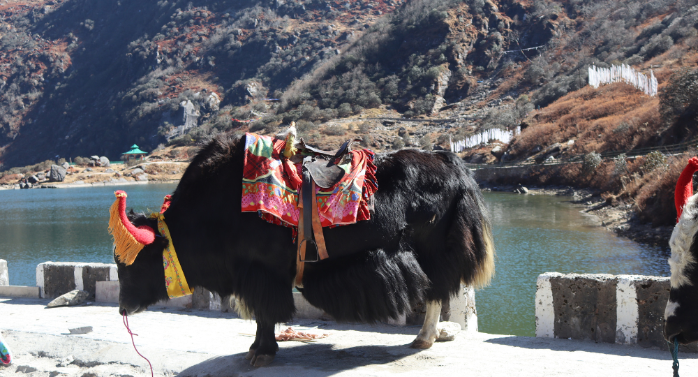 Day 5: Excursion to Tsomgo Lake & Baba Mandir