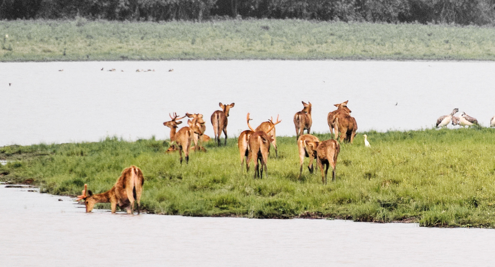 Day 4: Shillong – Kaziranga National Park