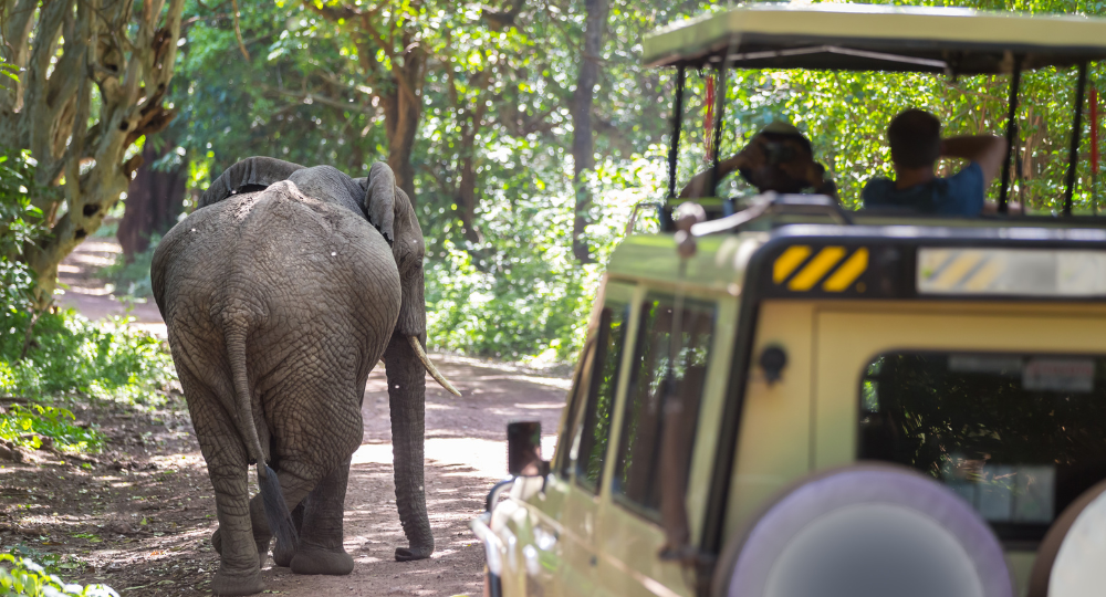 Day 2 – Elephant Safari, Jeep Safari & Village Tour