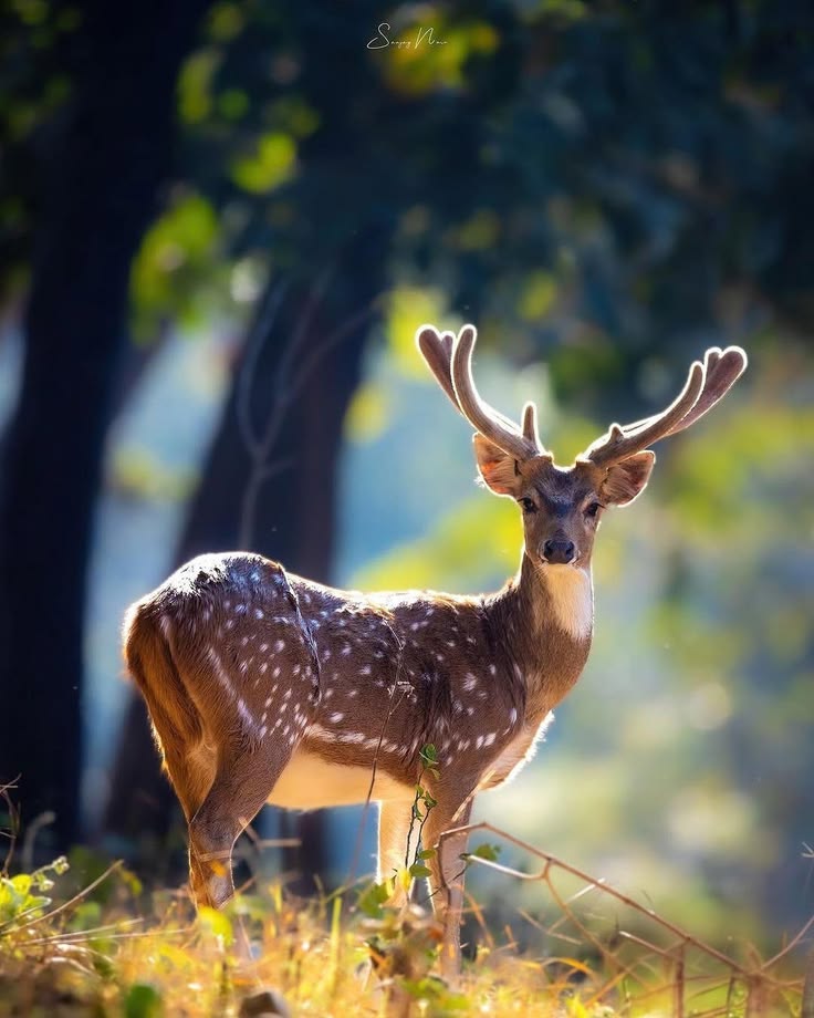 Day 3: Nainital to Jim Corbett