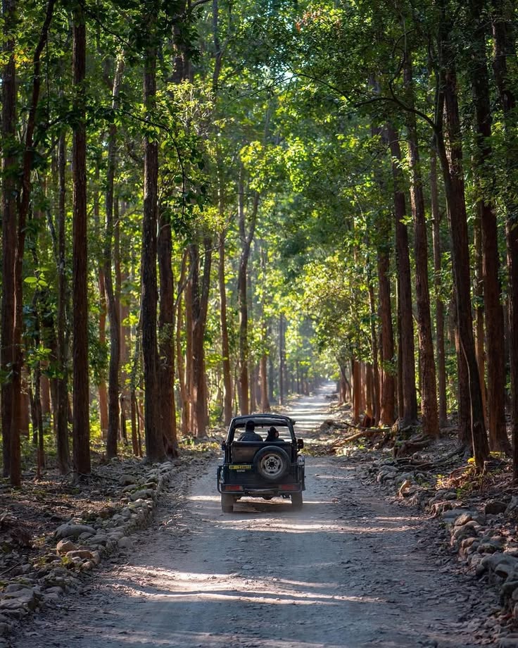 Day 4: Jeep Safari in Jim Corbett National Park