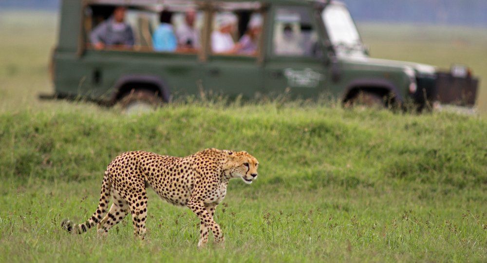 Day 4 – Safari, Oudtshoorn & Knysna