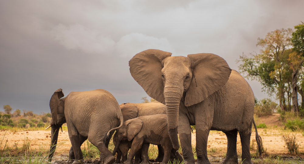 Day 8 – Sun City to Kruger National Park