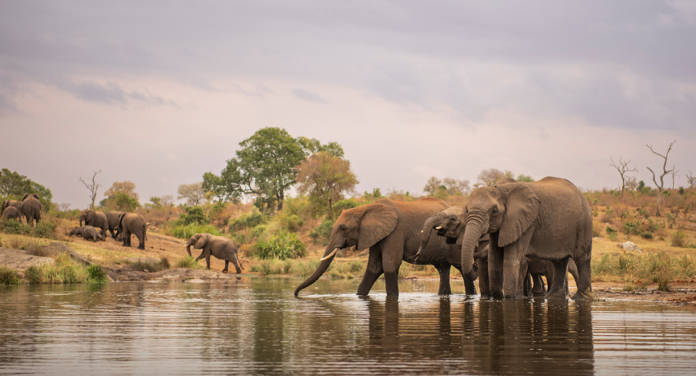 Day 3 – Full-Day Kruger National Park Safari