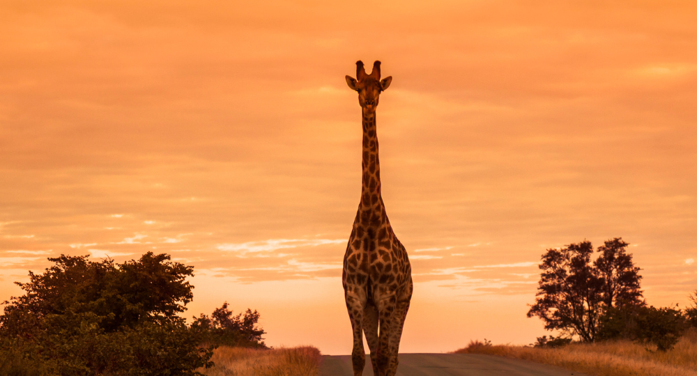 Day 2 – Nairobi to Lake Nakuru National Park