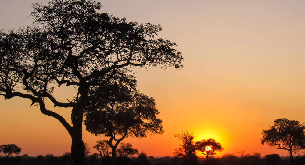 Day 4 – Another Exciting Kruger Safari
