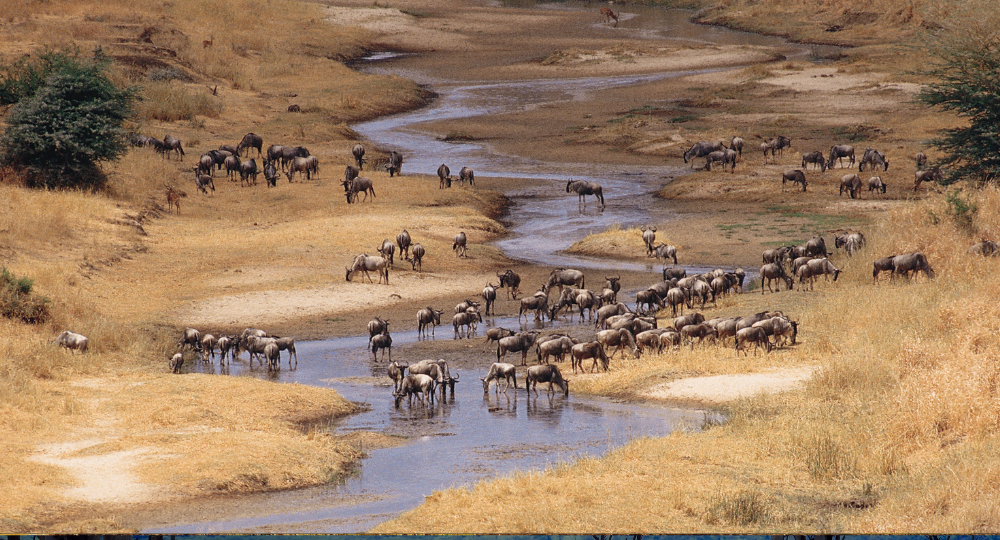 Day 9 – Ngorongoro Crater to Tarangire