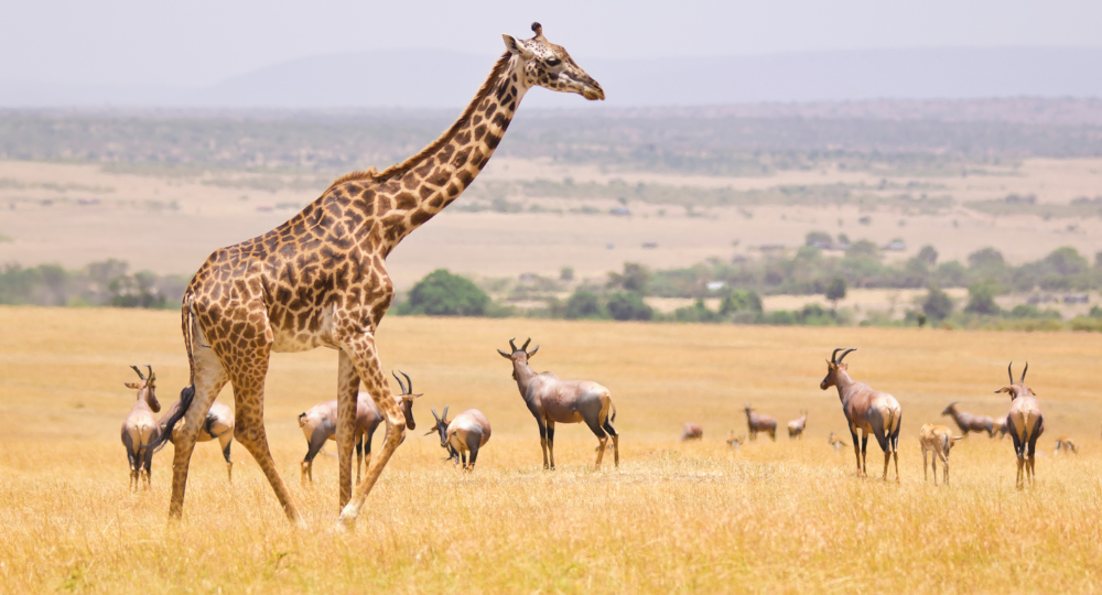 Day 3 – Full-Day Safari at Masai Mara