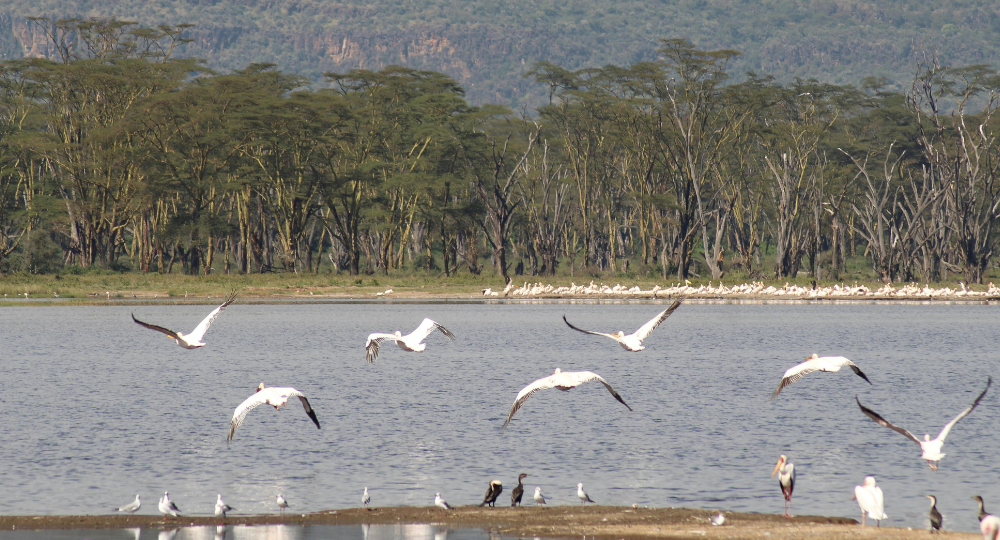 Day 4 – Masai Mara to Lake Nakuru