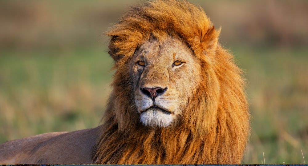 Day 4 – Full-Day Safari in Masai Mara