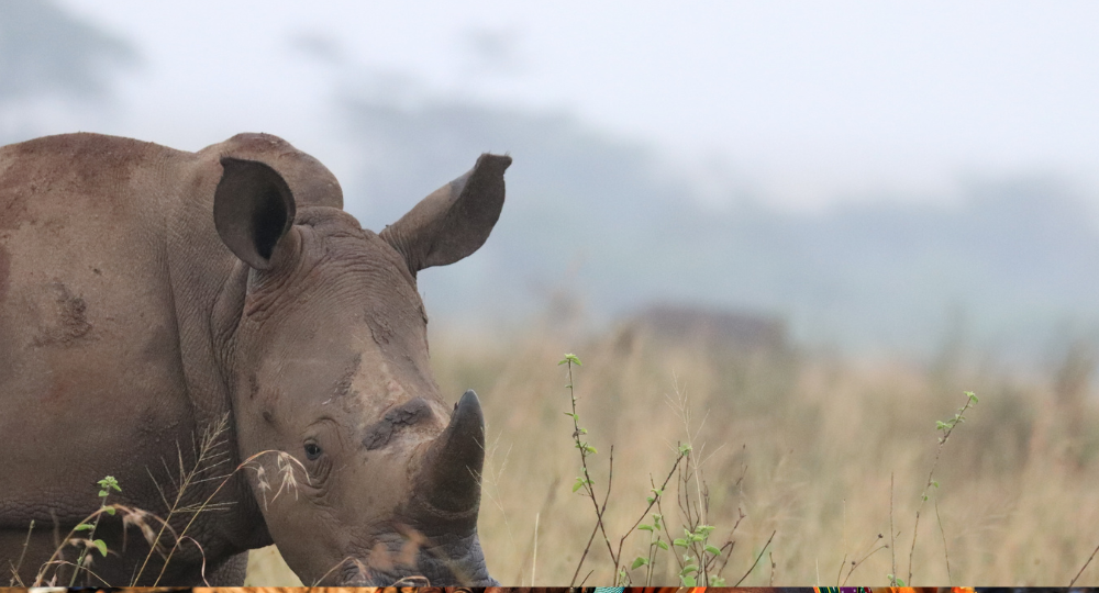 Day 8 – Serengeti to Ngorongoro