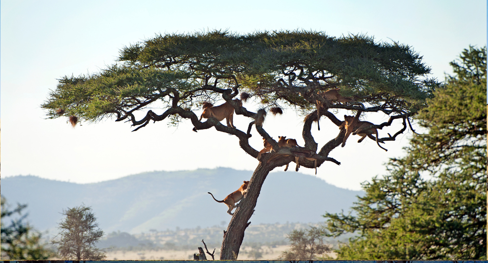 Day 6 – Masai Mara to Serengeti National Park