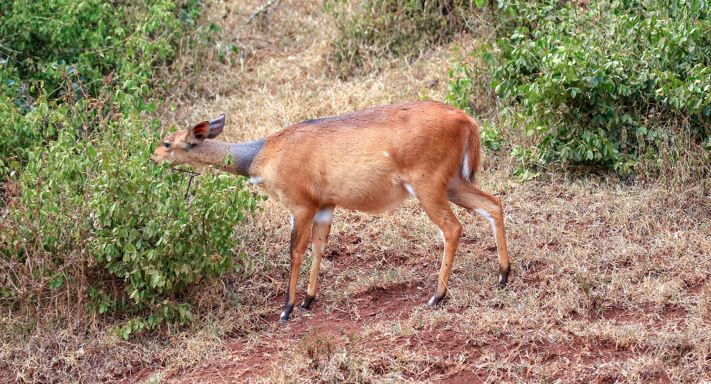 Day 5 – Lake Nakuru to Aberdare National Park