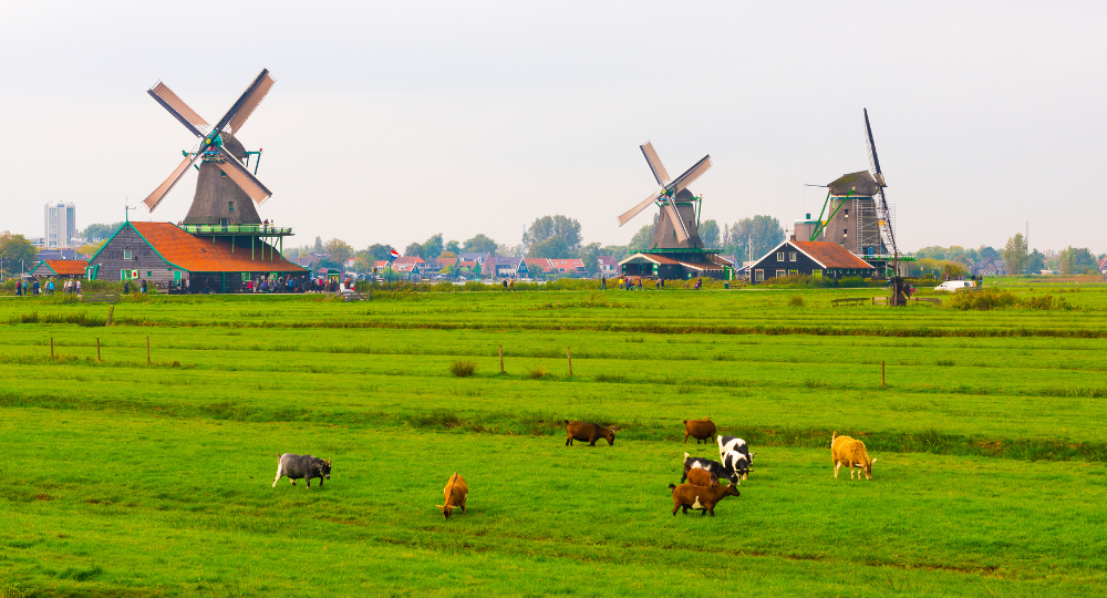 Day 8 – Amsterdam, Zaanse Schans & Dutch Villages