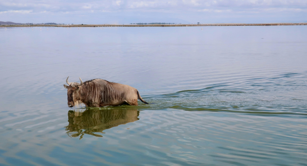 Day 11 – Full-Day Safari in Amboseli National Park