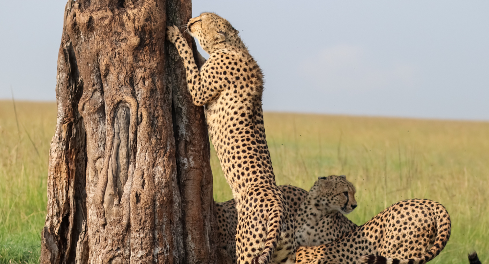 Day 2 – Nairobi to Masai Mara National Reserve