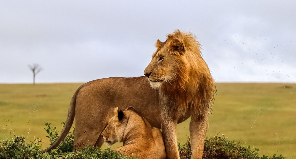Day 2 – Nairobi to Masai Mara National Reserve