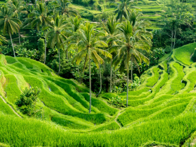 Tegalalang Rice Terrace Tegalalang Rice Terrace