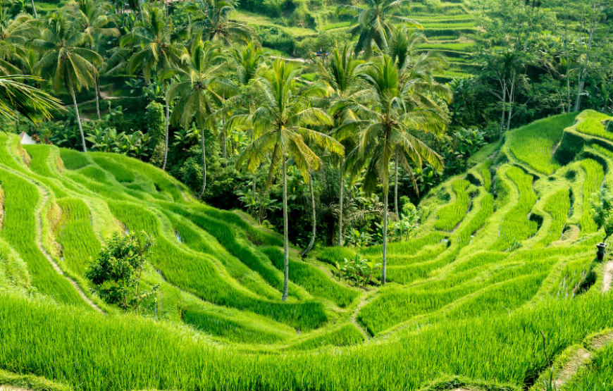 6N Insta-Bali Escape