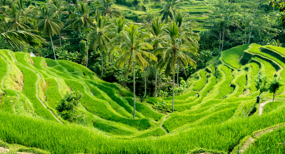 Tegalalang Rice Terrace
