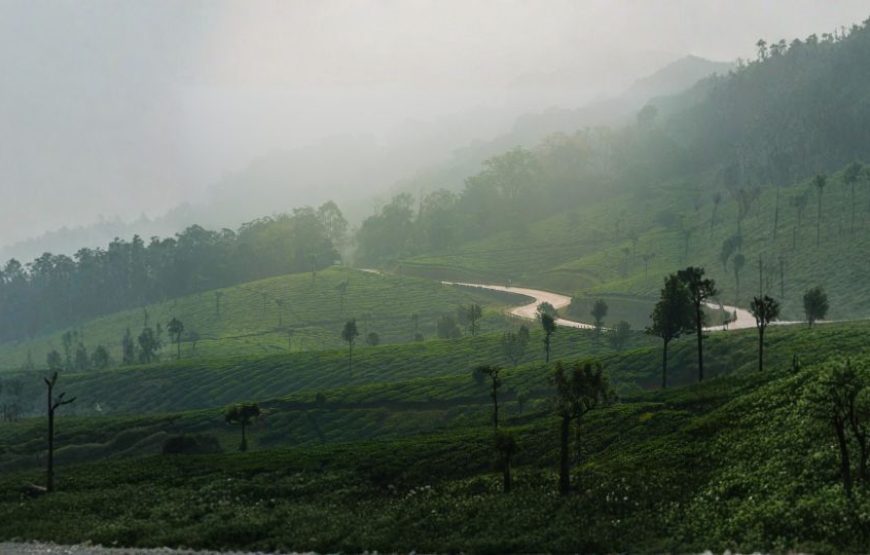 Charming Tour of Kerala