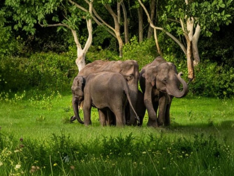 Honeymoon Trip to South India (Mysore • Coorg • Ooty)