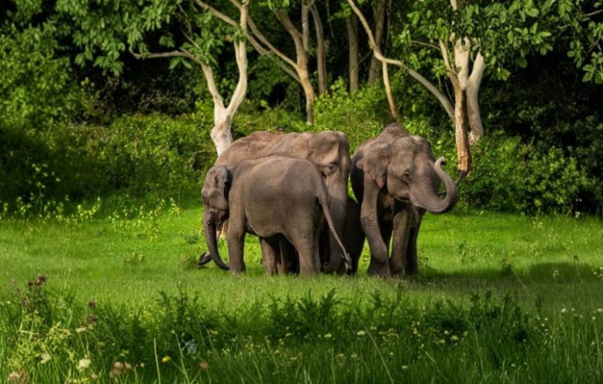 About Ooty – Nature, Culture & Tourism