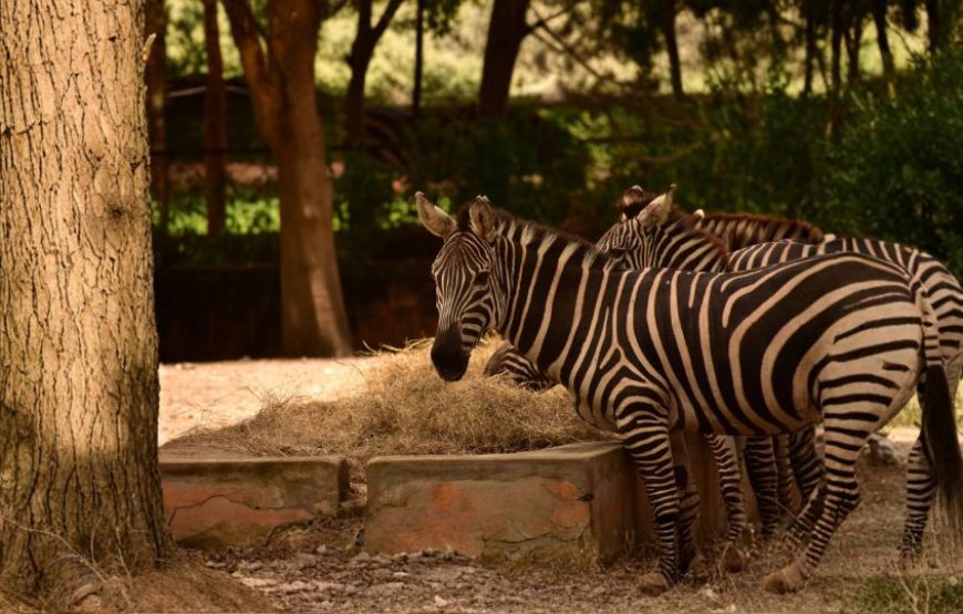 Enchanting South India Escape