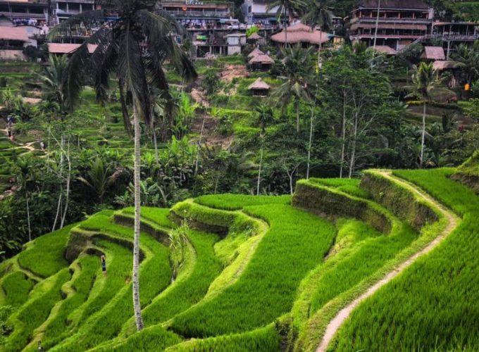 Tegallalang Rice Terrace