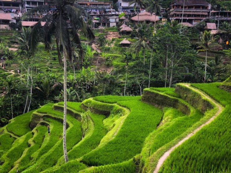 Tegallalang Rice Terrace