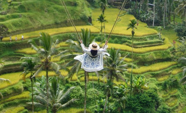 Luwak Coffee, Bali Swings